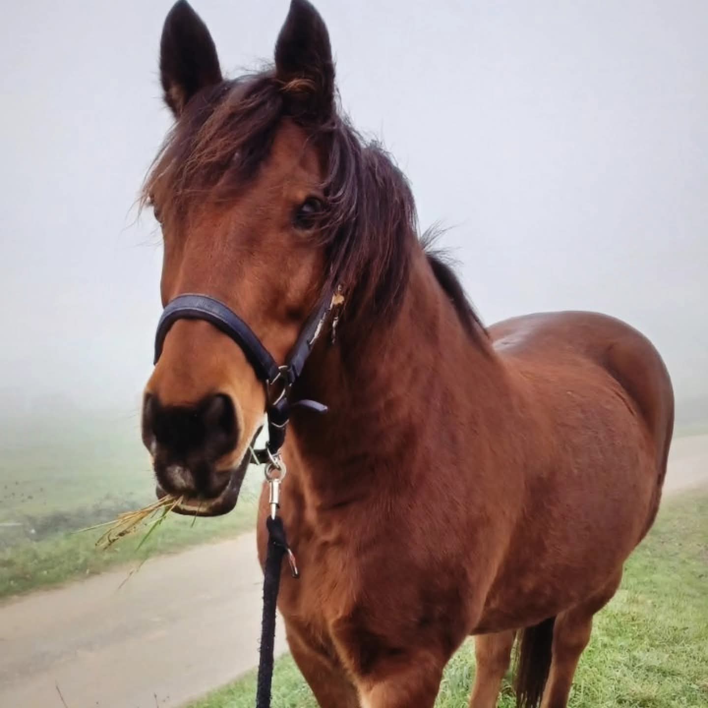 Boule de noël "Albane et les Diseuses de chevaux"